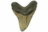 Serrated, Fossil Megalodon Tooth - North Carolina #219947-2
